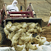 China Downplays First Human Case Of H10N3 Bird Flu, ‘Risk Of Large-Scale Spread Is Low’