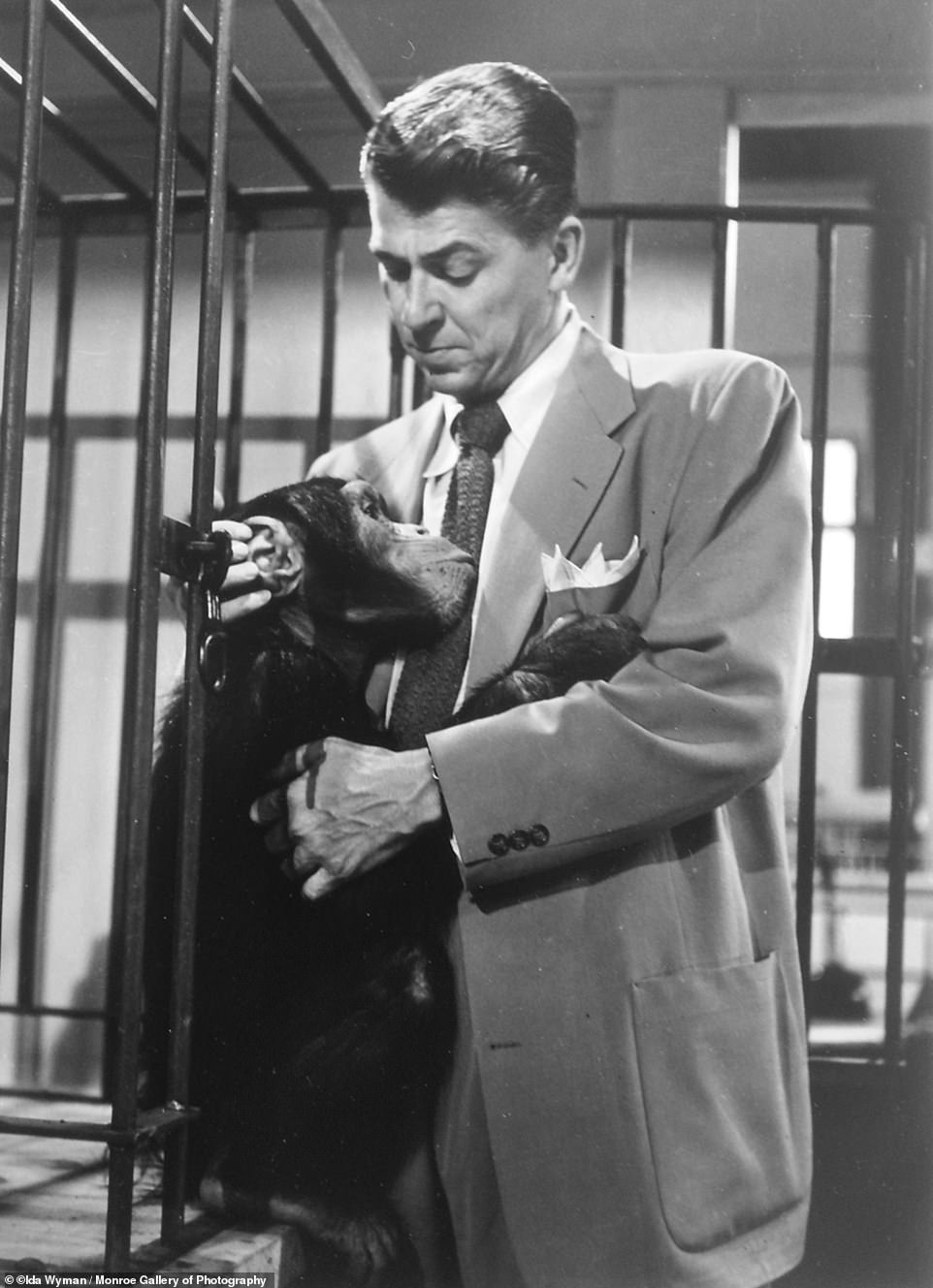 Wyman snapped Ronald Reagan with Bonzo the chimpanzee on set for 'Bedtime for Bonzo' in 1951 for Life Magazine. 'I used to walk around the set with him, holding his hand,' she said to The Journal News of White Plains in 1984. 'You began to think of him as a big kid with hair, except he had a very powerful grip, not like a 5-year-old'.