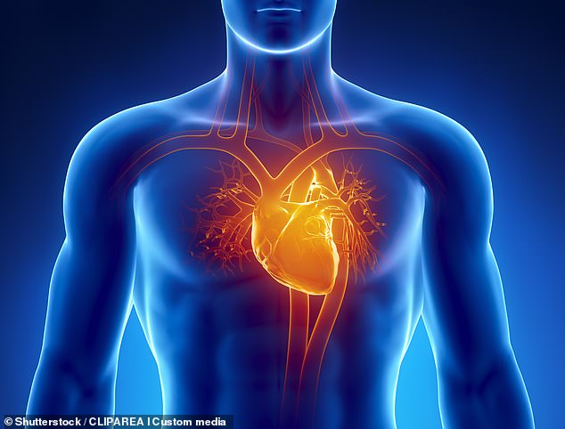 Each time a person sits or stands, gravity draws blood into the legs. The work the heart does to keep blood flowing as it counters Earth's gravity helps it maintain its size and function. Removing gravitational effects causes the heart to shrink (stock image)