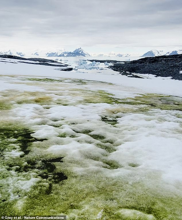 'We identified 1,679 separate blooms of green algae on the snow surface, which together covered an area of 1.9 kilometres squared — equating to a carbon sink of around 479 tonnes per year,' Dr Davey explained. Pictured, a green algae bloom seen on Anchorage Island in 2018