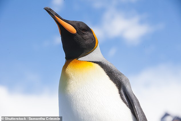 The researchers found that the distribution of the green snow is strongly influenced by birds and mammals, whose excrement acts as a highly nutritious natural fertiliser. In fact, 60 per cent of algal blooms were found within 3.1 miles (five kilometres) of a penguin colony