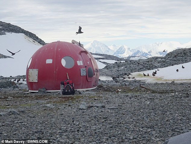 Green algae grow in relatively ‘warmer’ areas of Antarctica, where the average temperatures reach just above 0°C (32°F) during the Southern Hemisphere’s summer months that run from November through to February. Pictured, a survival pod on Anchorage Island, Antarctica