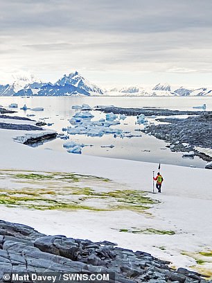 Experts believe that this 'green snow' will spread further and faster as global temperatures continue to increase