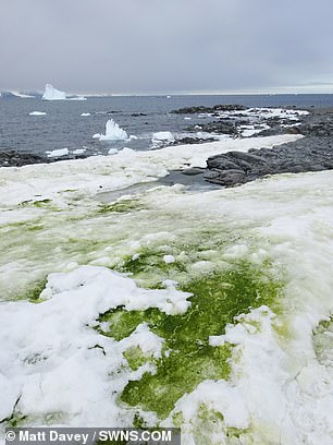 Algal growth appears to be encouraged by bird and mammal excrement — with 60 per cent of blooms found within 3.1 miles of a penguin colony