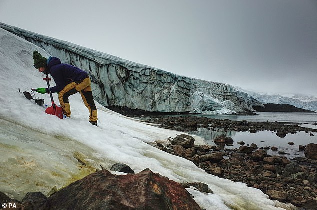Blooms of green snow algae, pictured, are found around the coastline of the southern continent — particularly on islands along the west coast of the Antarctic Peninsula
