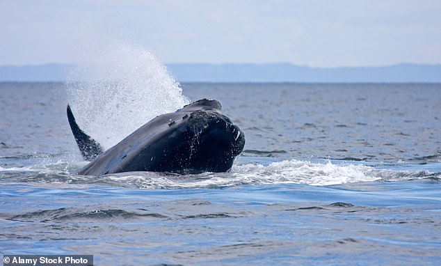 The North Atlantic right whales faced three main challenges: boat collisions, frequent entanglements in commercial fishing lines and netting, and steady loss of their main food source, krill, as it migrates north to escape rising ocean temperatures