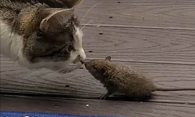 The unusual footage shows Mercedes moving forward to smell the mouse as the pair come face-to-face