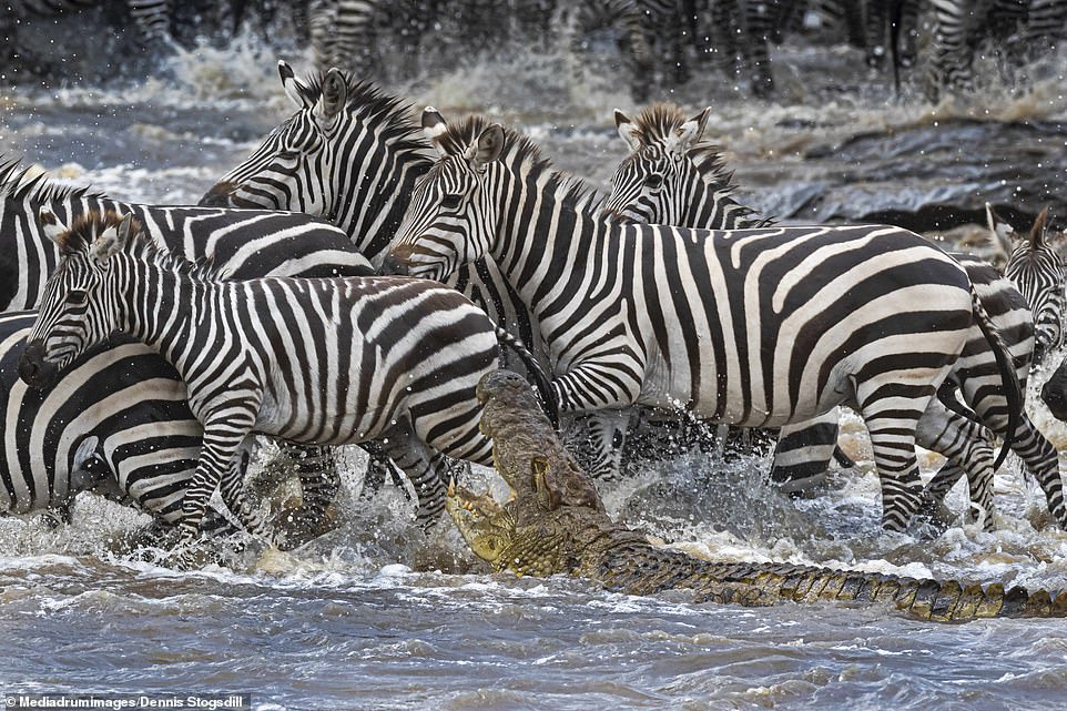 The zebras did their best to dodge the hungry crocodile but one of the animals was not able to get away