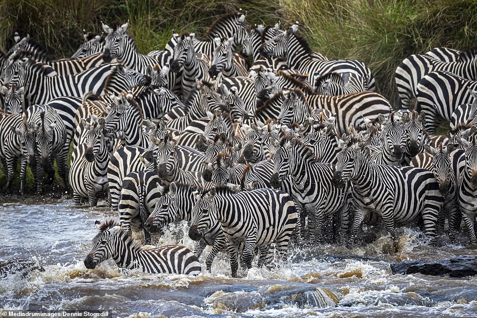 Safety in numbers: The zebra had been part of a huge herd which were cautiously crossing a river