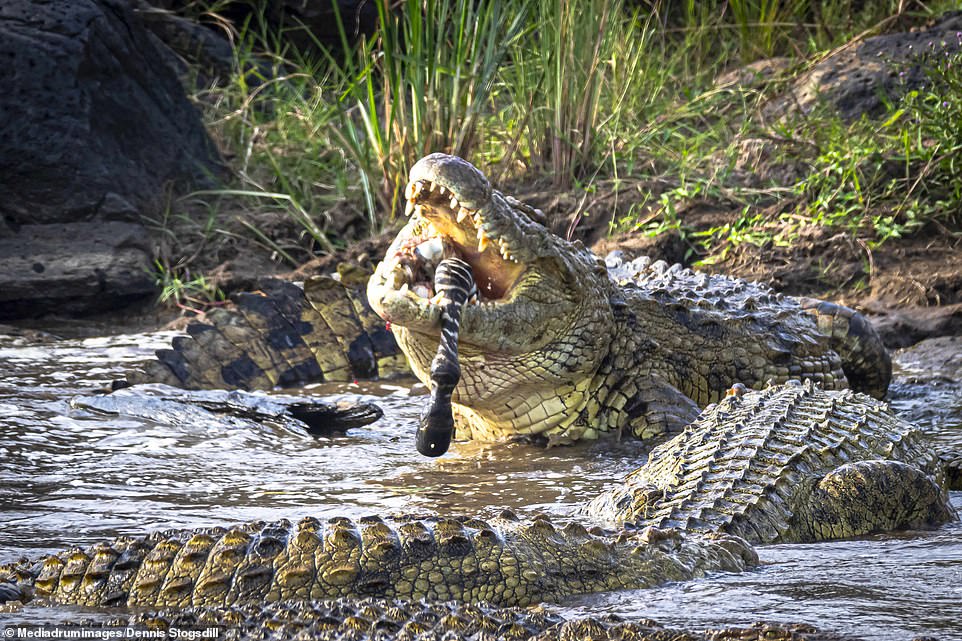 A final image showed the crocodile with just a single one of the zebra's hooves hanging from its mouth