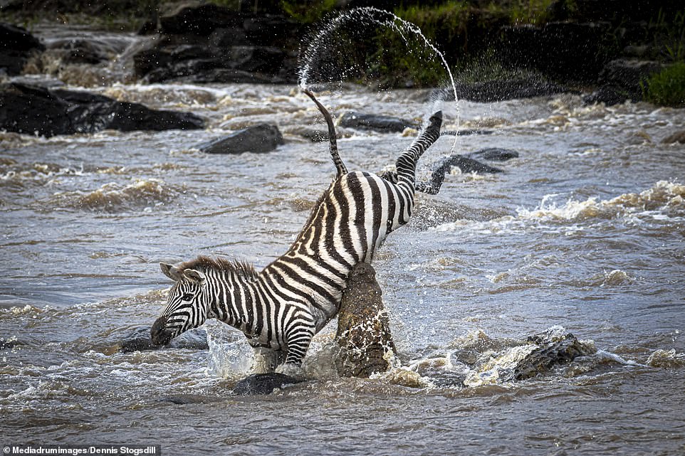 The crocodile then clamped its powerful jaws around the terrified zebra's midriff, sending it flipping into the air