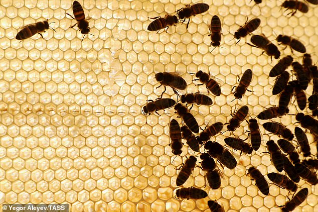In the insect world, where individuals are closely related to one another, many species practice self-isolation to protect the larger group. When honeybee larva are infected with bacteria, they emit chemicals that other bees can detect. The colony will then eject the sick member from the hive