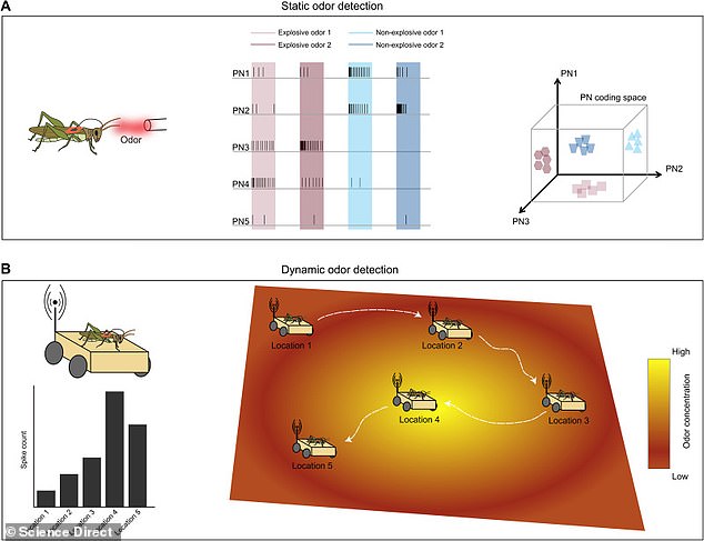 As the locust was driven around and sniffed different concentrations of vapors, researchers studied its odor-related brain activity.