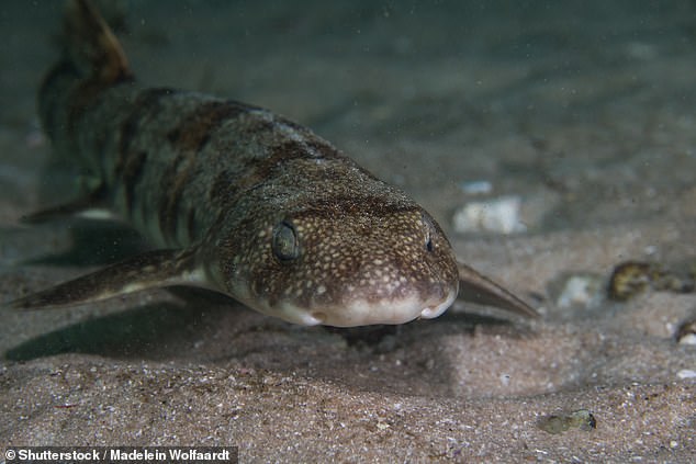 Shysharks are one of the most abundant species living in the Table Mountain National Park marine protected area - where the Cape clawless otters also reside. Stock image