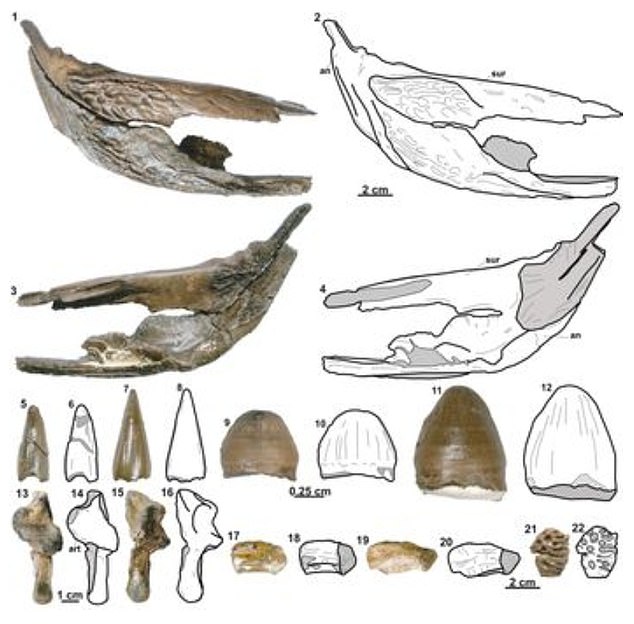 More images from the research paper. Images one to four show the right suprangular (jaw bone) five to 12 show teeth, 13 to 16 show joints, 17 to 20 vertebrae and 21 to 22 osteoderm - scaly deposits