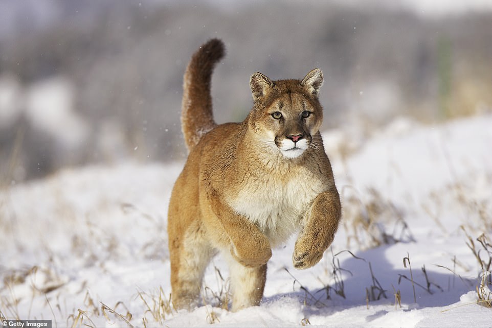 A mountain lion, also known as a cougar or a puma, is seen running through the snow. Its distinctive facial markings helped reveal its location in the Where's Waldo image (file image)