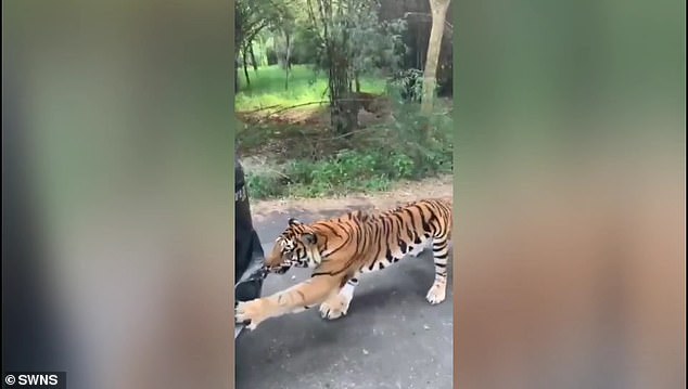 The tiger quickly moves over to the other side of the vehicle, placing its paw on the bumper to try and rip it off