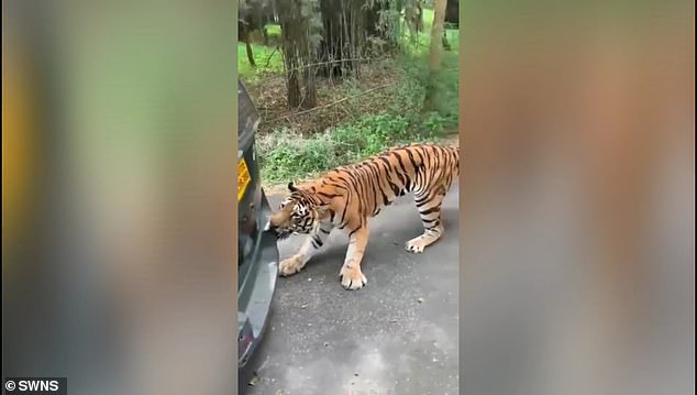 Passengers yelled 'I'm scared' as the tiger bit at the back of a Mahindra Xylo in southern India