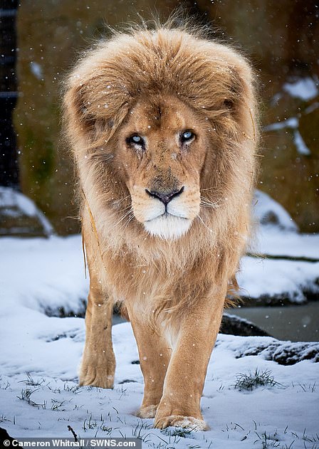 Moto the white lion in the snow at Paradise Wildlife Park in Hertfordshire