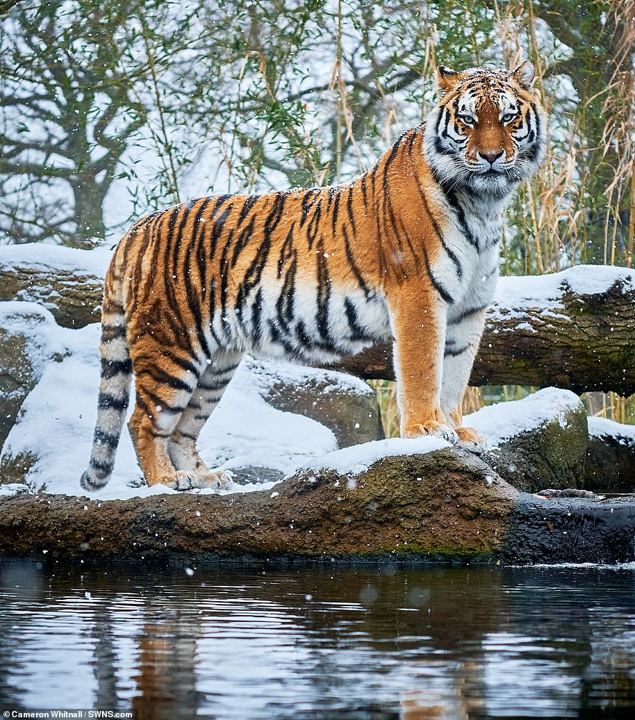 Siberia the Amur tiger in the snow at Paradise Wildlife Park in Hertfordshire