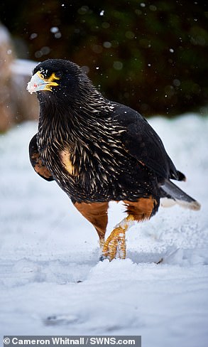 Tierra the Caracara