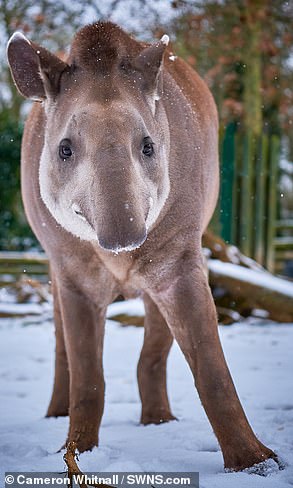 Tamara the tapir in the snow