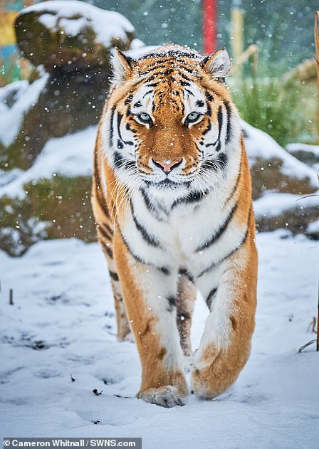 Aleena the amur tiger in the snow at Paradise Wildlife Park