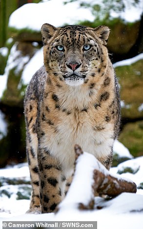 Panja the snow leopard