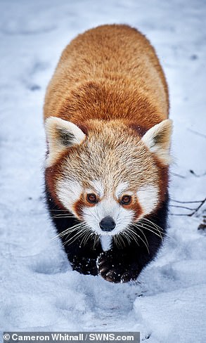 Nam Pang the red panda