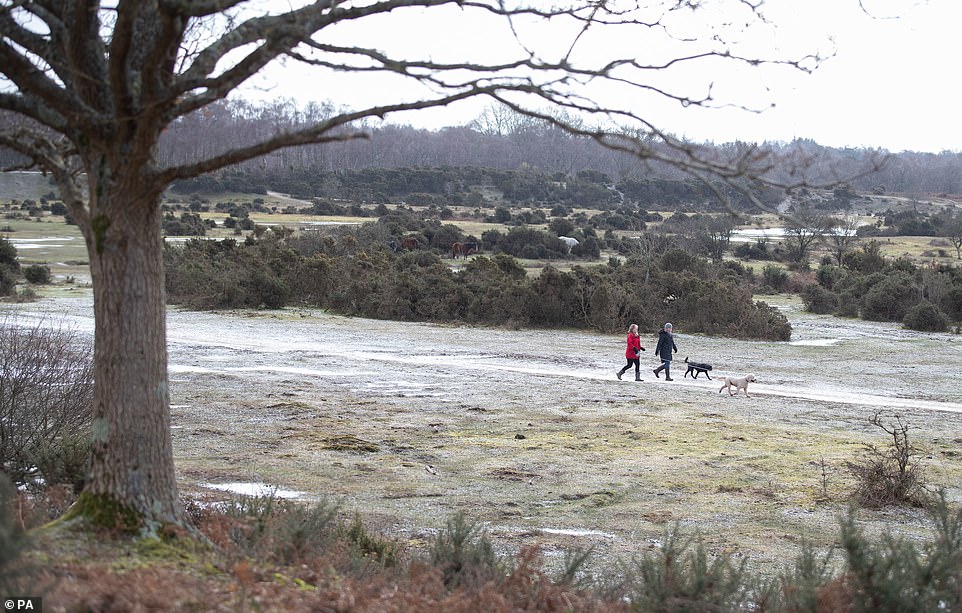 People walk their dogs in Rockford Common in the New Forest, as bitterly cold winds continue to grip much of the nation