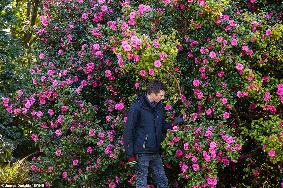 In Cornwall, England's first tea plantation noted spring had arrived earlier than ever before as stunning photographs captured hundreds of flowers in full bloom. Pictured: The Tregothnan Estate