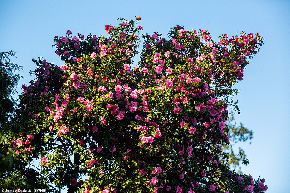 Tregothnan Estate was today bursting with pink and white flowers, which have been in full bloom since the end of January