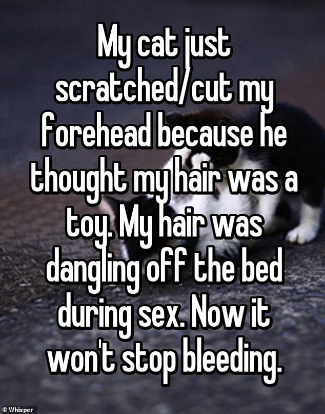 Another user, from the US, ended up with a cut on their forehead which wouldn't stop bleeding after their cat mistook their hair dangling off the bed as a toy and scratched them on the head