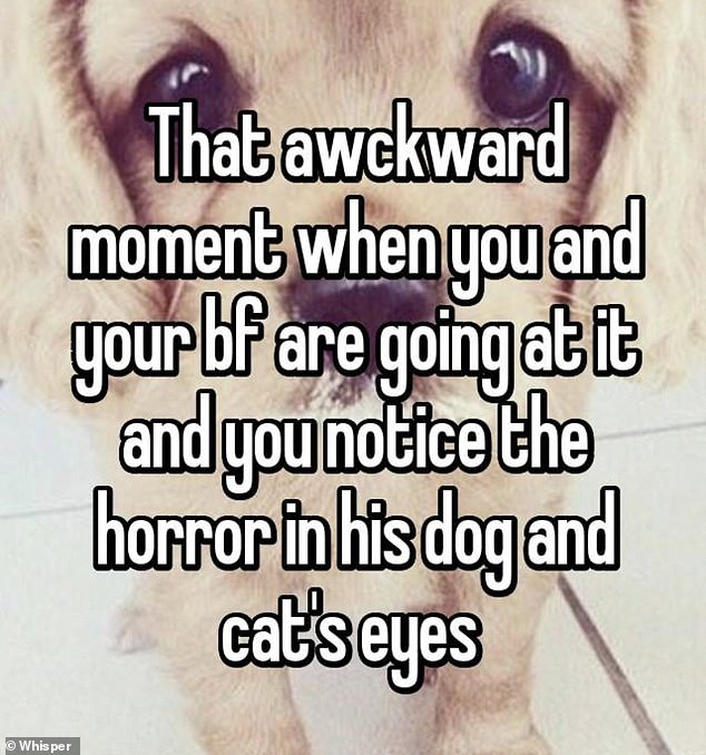 Someone else recalled the moment they were having sex with their boyfriend when they turned around and saw their dog and cat staring at them with 'horror' in their eyes