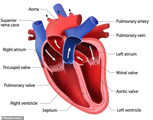 Anatomy of the heart. Both men lost mass in their left ventricle - one of the two large chambers at the bottom of the heart - over the duration of their campaigns, despite substantial amounts of exercise, the researchers found