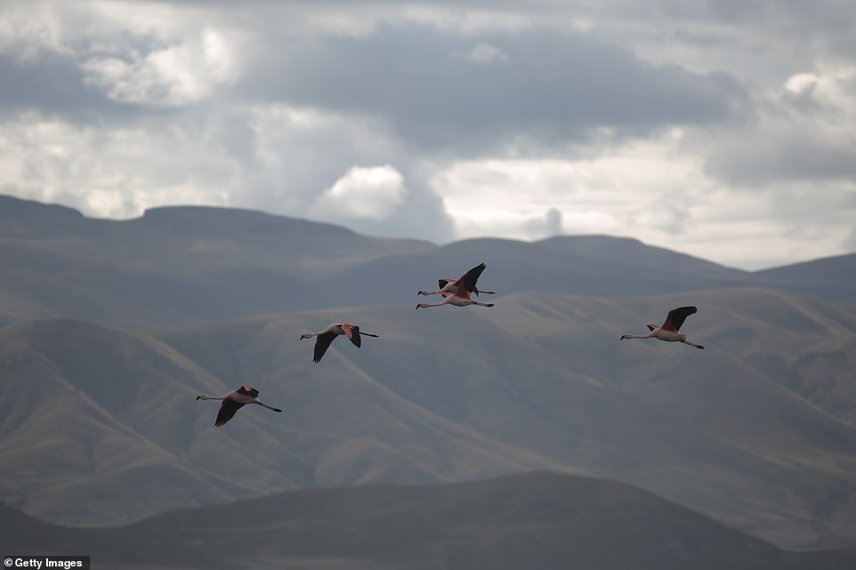 Resident Vicente Ramos, who grew up near the lake, said that before plastic waste started taking over the habitat the area was full of birds, but they are now dying out because of the pollution