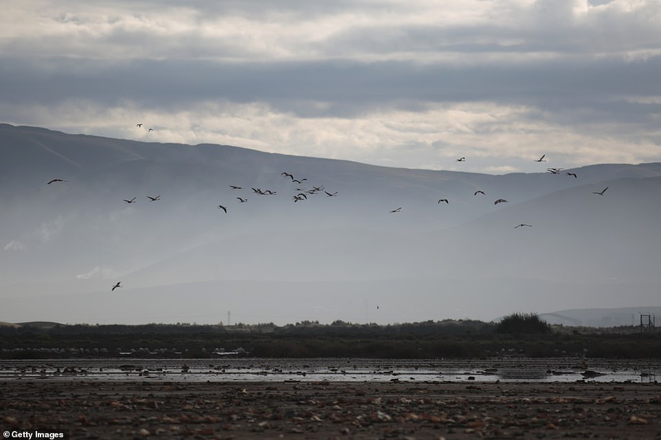Some animals still live on the shores of Lake Uru Uru but they are confined to small section of the lake which has been less badly hit by pollution than most of the area