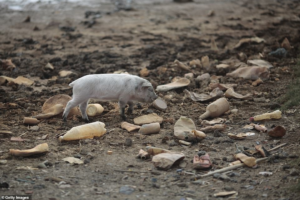 A pig walks next to abandoned plastic bottles and toxic waste generated by mining companies and local residents at Lake Uru Uru