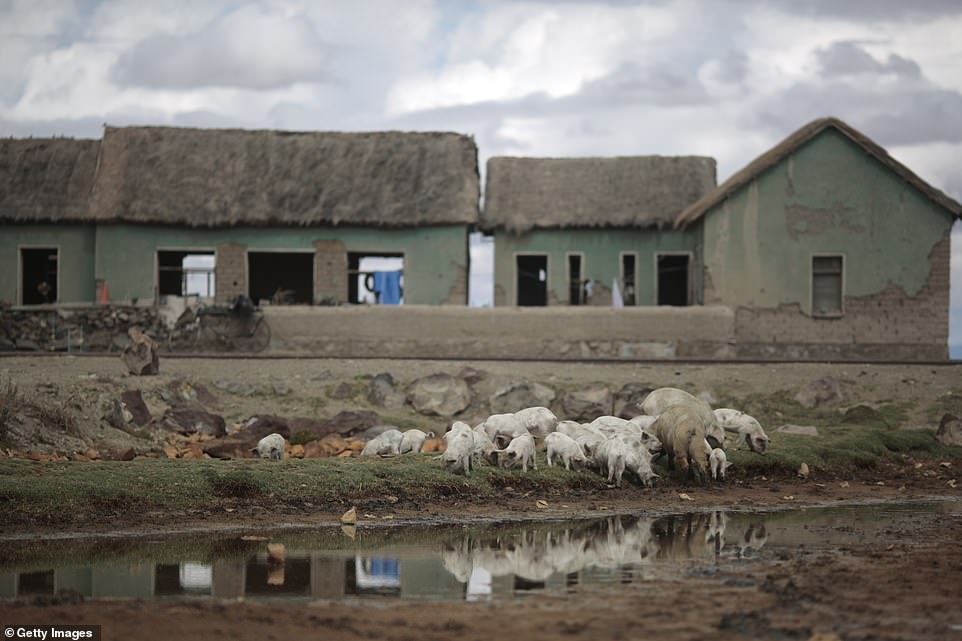 Very few wildlife are still living around Lake Uru Uru because pollution, degradation, and the pile up of plastic rubbish has made the habitat inhospitable
