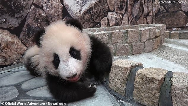 The youngster, who weighs more than seven kilogrammes, struggled to take her first steps before taking a tumble