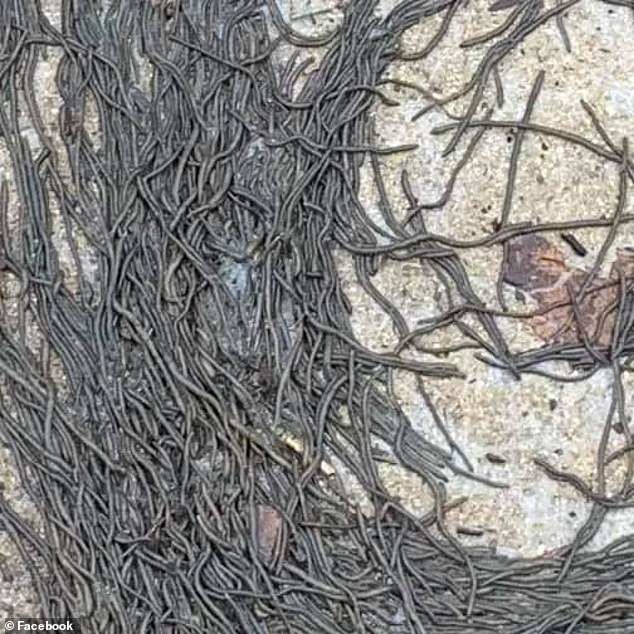 Worms breathe through their skin, so when the soil is saturated with heavy rains they come to the surface to avoid drowning. Earthworms are known to form dense blob-like 'herds' on the surface, but scientists say this mysterious pattern is like nothing they've seen