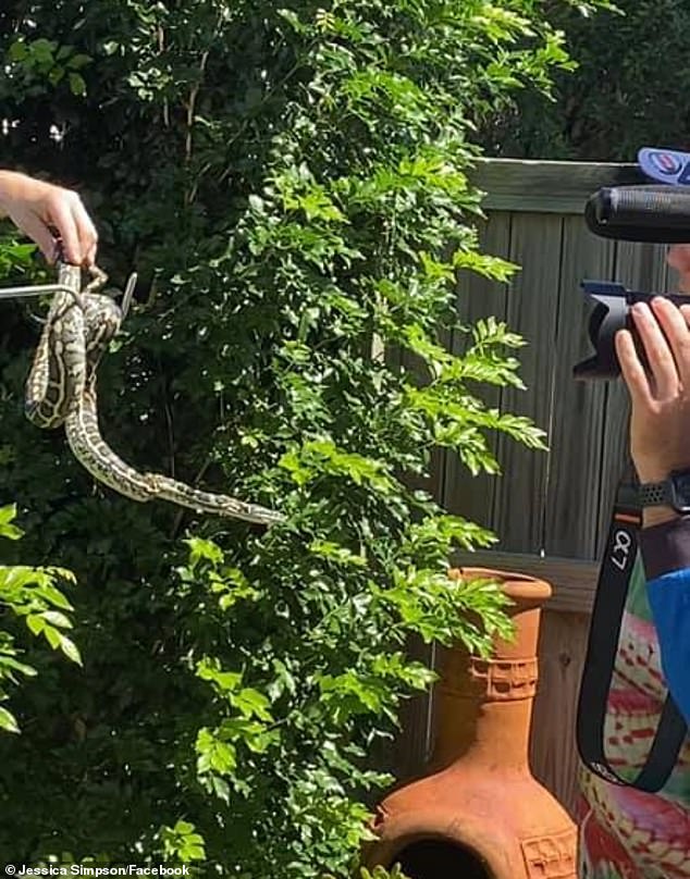 Sunshine Coast Snake Catchers were called out to a suburban home to retrieve a carpet python on Sunday (pictured)