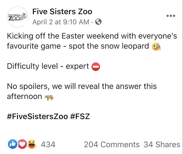 Sharing the photograph on Facebook on Friday, April 2, Five Sisters Zoo wrote: 'Kicking off the Easter weekend with everyone's favourite game - spot the snow leopard'