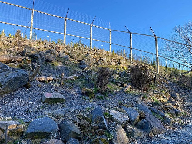 The majestic animal managed to blend in perfectly with her surrounding making it extremely difficult for viewers to spot