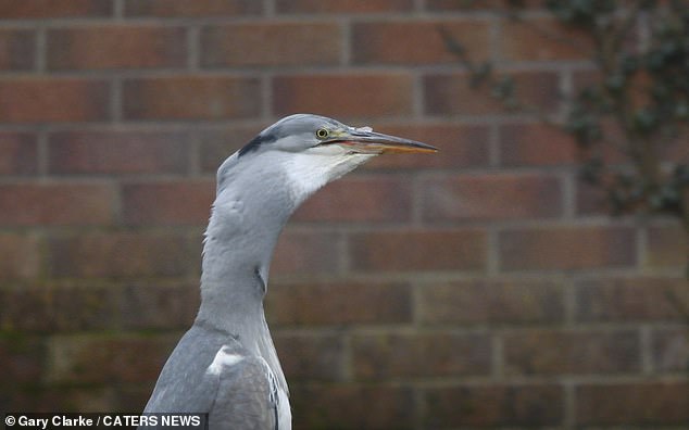 The grey heron battled with the fish before it eventually manoeuvred it into the perfect position and swallowed it down whole
