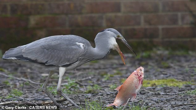 The bird appeared to have bitten off more than it could chew as it dropped its snack to the ground