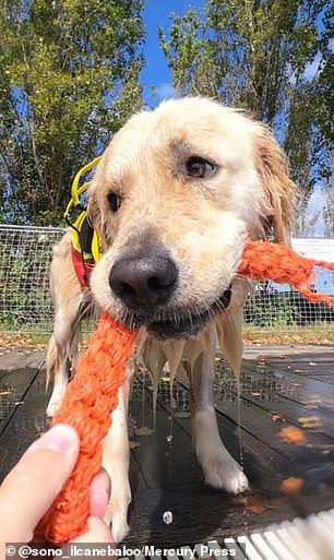 'Training Baloo is very important to me, in everyday life, and he is always present wherever I go,' his owner Simone said