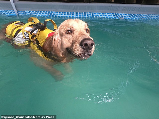Baloo spent one year in lifeguard training, completing exciting exercises on both land and sea