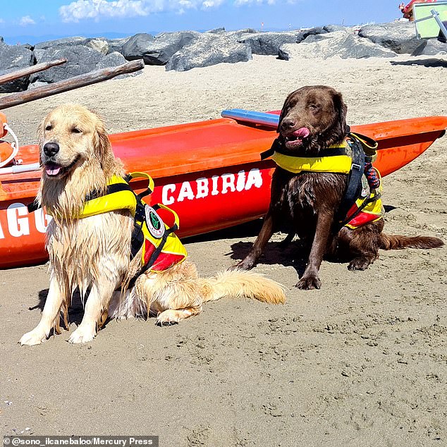 Baloo (left) is an integral part of a pack of lifeguard pups who patrol the beaches in Latzio and Sicily and, despite donning cute life jackets, their power cannot be underestimated - because just one dog can tow up to three people or even a dinghy with one person on it