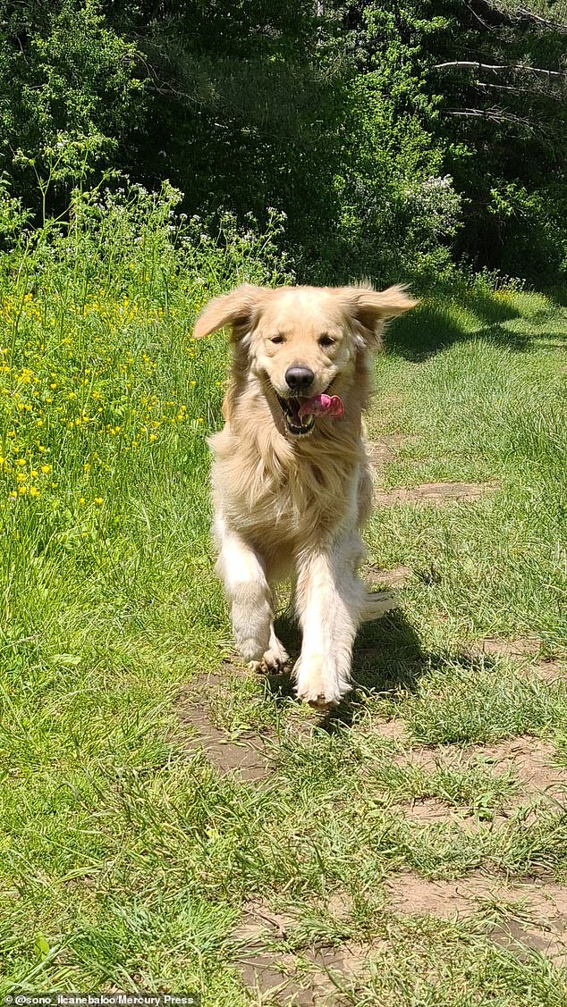 His owner Simone described Golden Retriever Baloo as an 'extremely playful and obedient character'